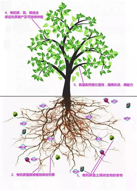 植物吸收重金屬|土壤中重金屬含量的變化 (二) 土壤中重金屬的移除及土地負荷量